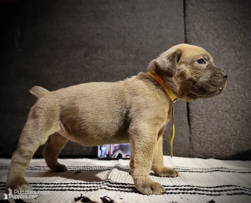 Mustard  – Cane Corso puppy for sale in Hollister, CA