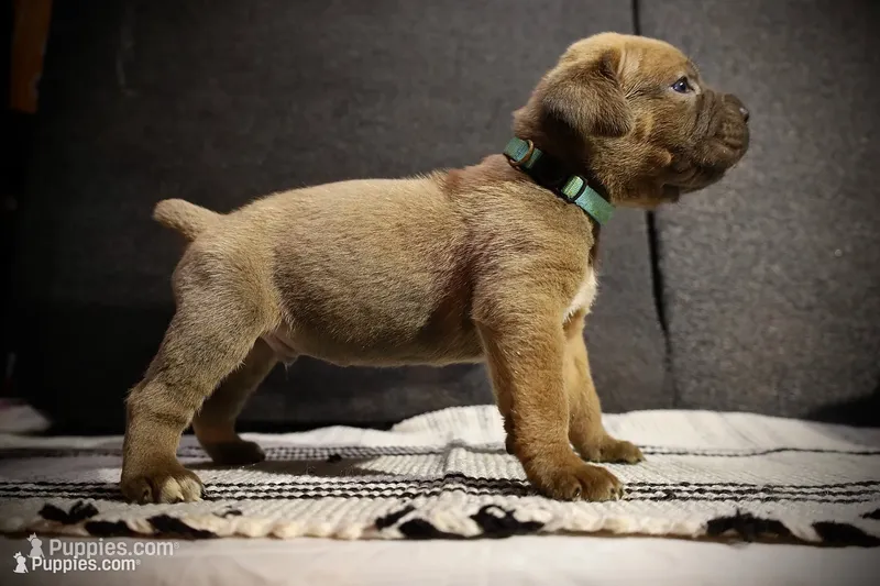 Blueberry  – Cane Corso puppy for sale in Hollister, CA