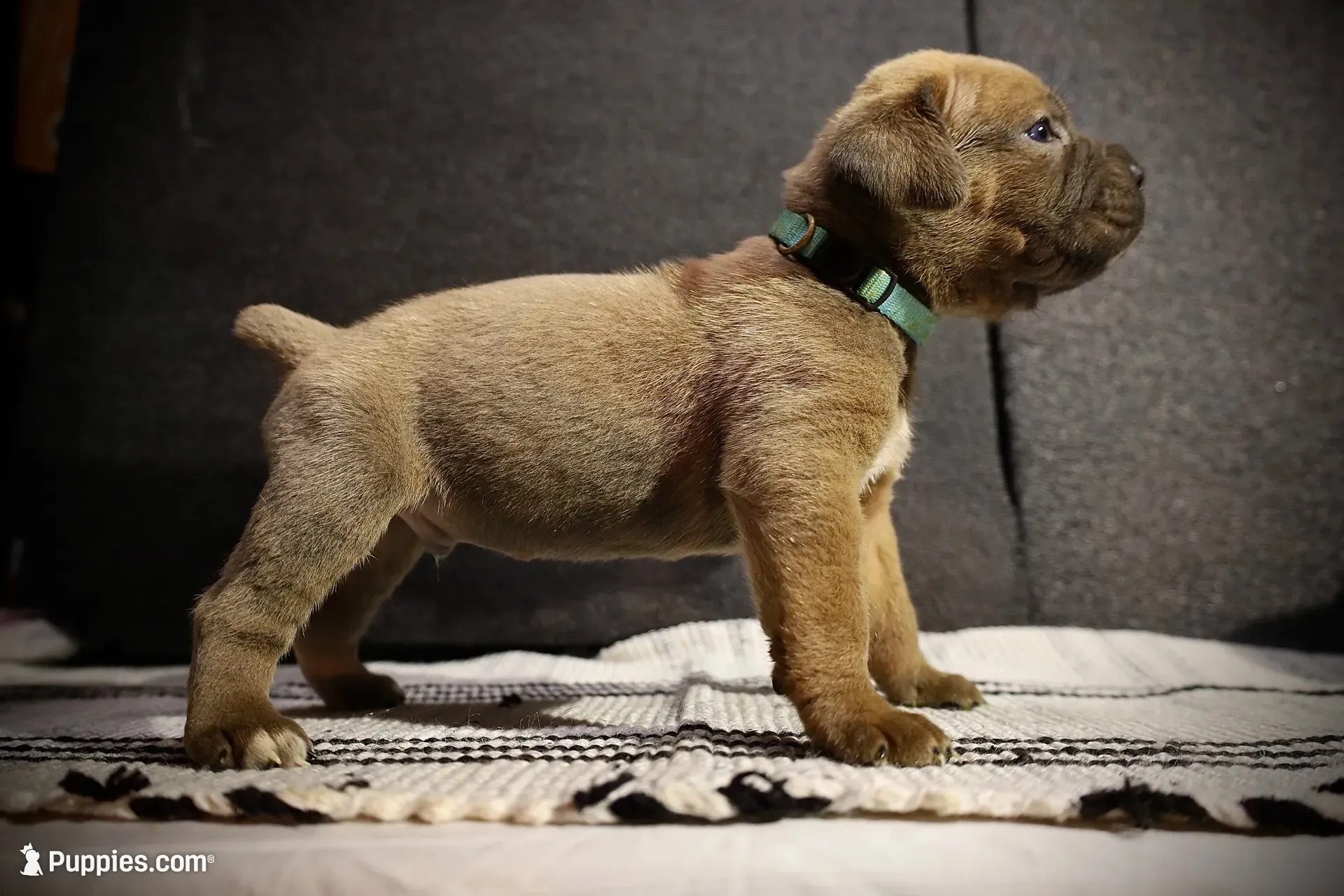Blueberry , a male Cane Corso for sale in Hollister, CA – 1 of 4