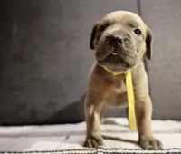 Mustard , a female Cane Corso for sale in Hollister, CA – 5 of 5