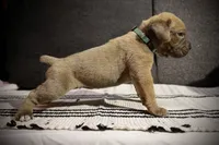 Blueberry , a male Cane Corso for sale in Hollister, CA – 4 of 4