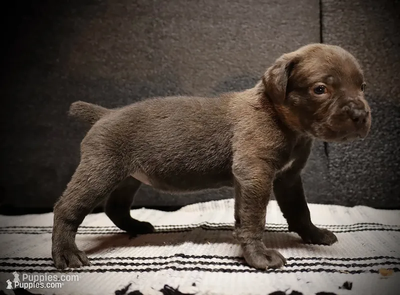 Pinkity Drinkity  – Cane Corso puppy for sale in Hollister, CA