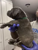 rocco, a male Cane Corso for sale in Hollister, CA – 3 of 4