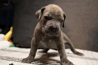 Misty , a female Cane Corso for sale in Hollister, CA – 3 of 4