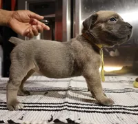 Mustard , a female Cane Corso for sale in Hollister, CA – 4 of 5