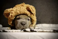 Ketchup , a male Cane Corso for sale in Hollister, CA – 3 of 4