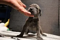Misty , a female Cane Corso for sale in Hollister, CA – 4 of 4