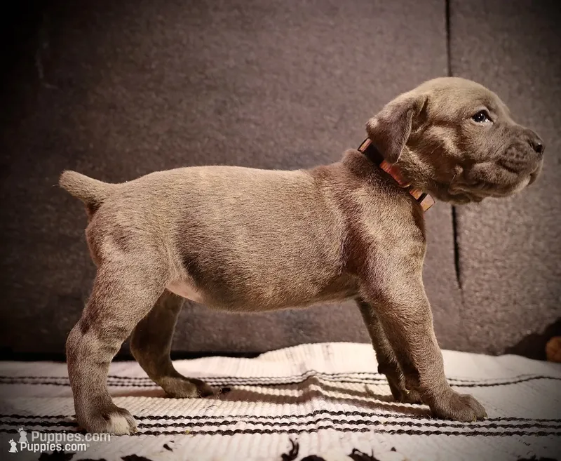 Grape – Cane Corso puppy for sale in Hollister, CA