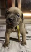 Mustard , a female Cane Corso for sale in Hollister, CA – 2 of 5