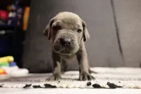 Bologna the runt , a female Cane Corso for sale in Hollister, CA – 4 of 5