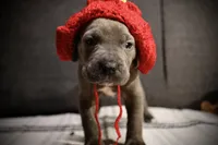 Grape, a female Cane Corso for sale in Hollister, CA – 5 of 5