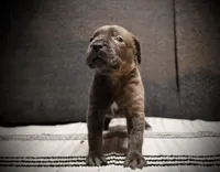 Pinkity Drinkity , a female Cane Corso for sale in Hollister, CA – 2 of 4