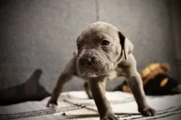Grape, a female Cane Corso for sale in Hollister, CA – 2 of 5