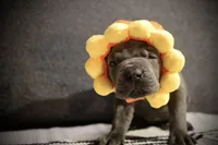 Bologna the runt , a female Cane Corso for sale in Hollister, CA – 3 of 5
