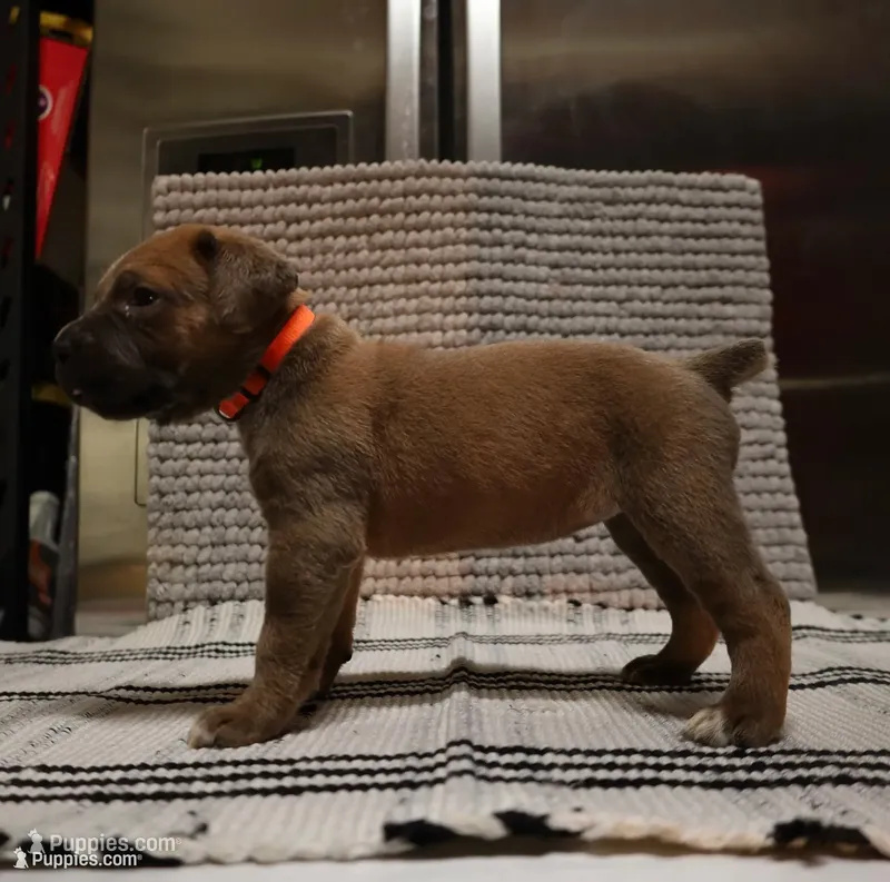 Orange  – Cane Corso puppy for sale in Hollister, CA
