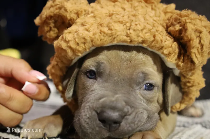 Ketchup  – Cane Corso puppy for sale in Hollister, CA