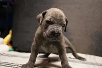 Misty , a female Cane Corso for sale in Hollister, CA – 2 of 4
