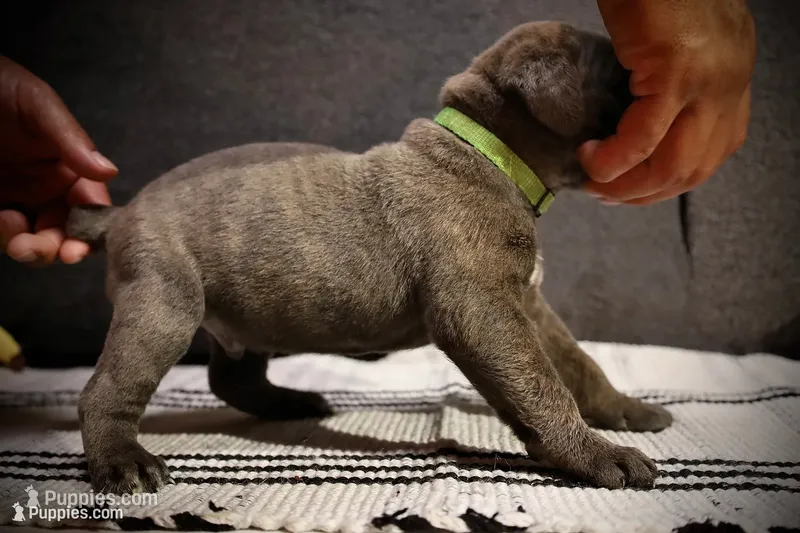 Green apple  – Cane Corso puppy for sale in Hollister, CA