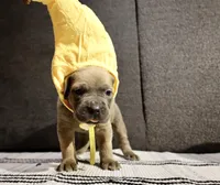 Mustard , a female Cane Corso for sale in Hollister, CA – 3 of 5