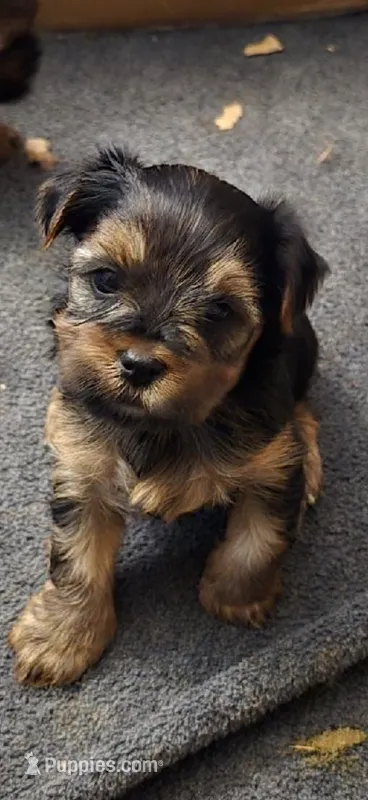 Samson – Yorkshire Terrier puppy for sale in Washington, GA
