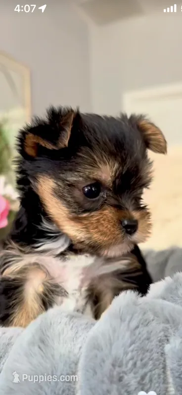 Rascal – Yorkshire Terrier puppy for sale in Washington, GA