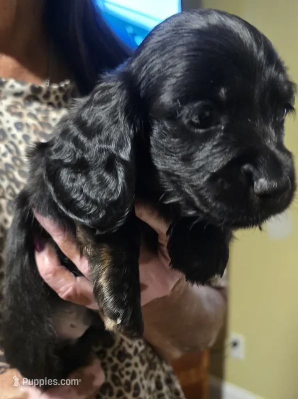 Spanky – Dachshund puppy for sale in Washington, GA