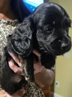 Spanky, a male Dachshund for sale in Washington, GA – 1 of 3