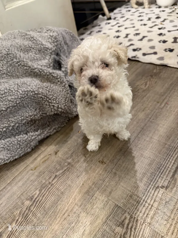 Snow BALL – Poodle - Toy  puppy for sale in Washington, GA