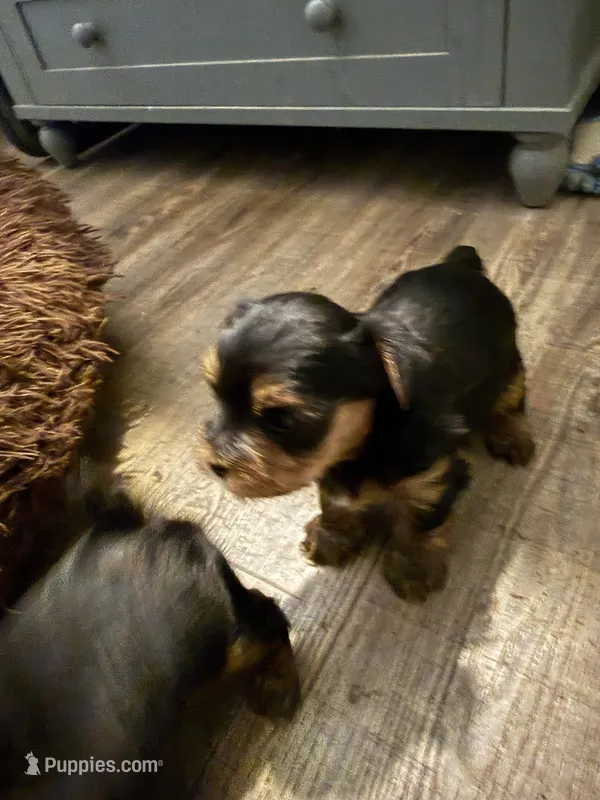 Samson – Yorkshire Terrier puppy for sale in Washington, GA