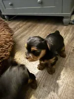 Samson, a male Yorkshire Terrier for sale in Washington, GA – 3 of 3