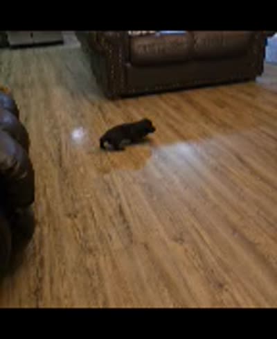 Spanky, a male Dachshund for sale in Washington, GA – 3 of 3