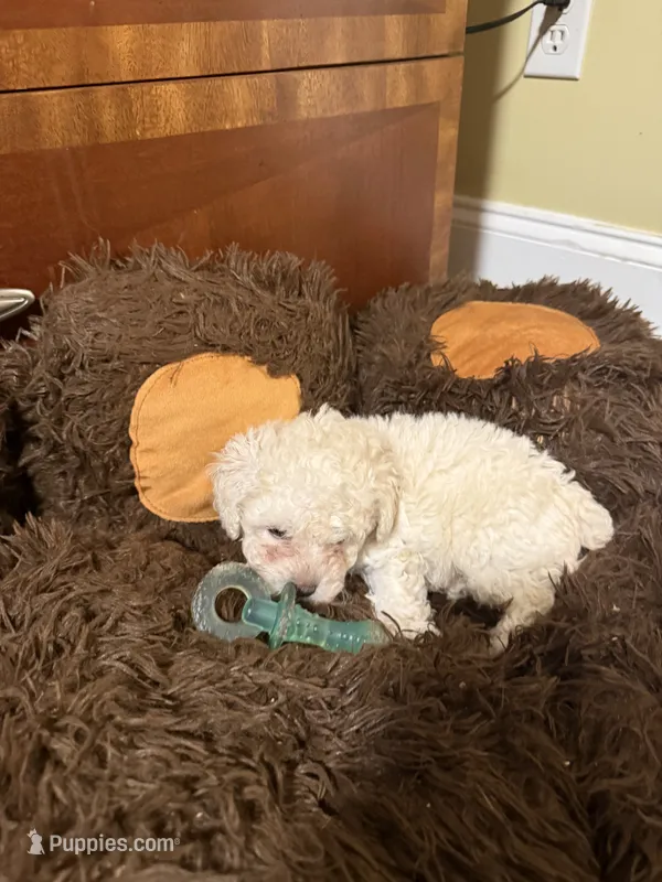 Snow BALL – Poodle - Toy  puppy for sale in Washington, GA