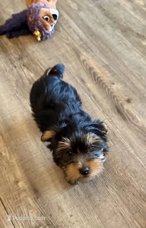 Rufus, a male Dachshund and Yorkshire Terrier for sale in Washington, GA – Photo 1 of 2