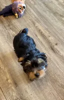 Rufus, a male Dachshund and Yorkshire Terrier for sale in Washington, GA – Photo 1 of 2