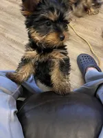 Samson, a male Yorkshire Terrier for sale in Washington, GA – 2 of 3