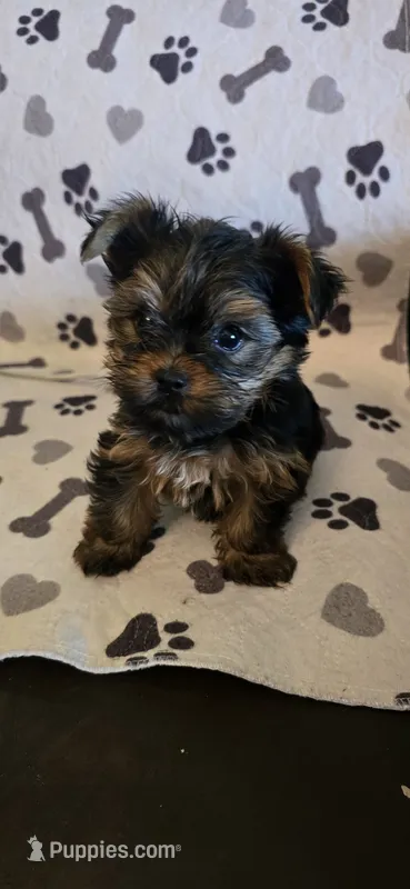 Sheba – Yorkshire Terrier puppy for sale in Washington, GA