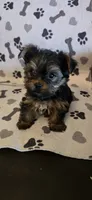 Sheba, a female Yorkshire Terrier for sale in Washington, GA – 1 of 2