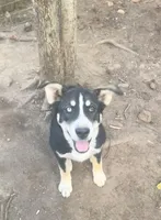 Max, a male Catahoula Leopard Dog and Siberian Husky for sale in Zirconia, NC – Photo 4 of 5