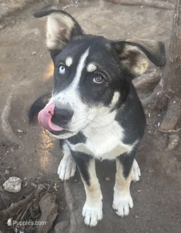 Max – Catahoula Leopard Dog, Siberian Husky puppy for sale in Zirconia, NC