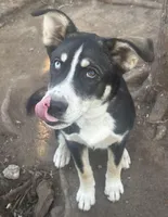 Max, a male Catahoula Leopard Dog and Siberian Husky for sale in Zirconia, NC – Photo 1 of 5