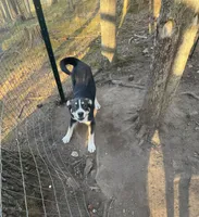 Max, a male Catahoula Leopard Dog and Siberian Husky for sale in Zirconia, NC – Photo 5 of 5