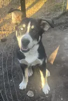 Max, a male Catahoula Leopard Dog and Siberian Husky for sale in Zirconia, NC – Photo 2 of 5