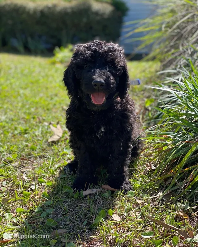Cain – Goldendoodle puppy for sale in Charleston, SC