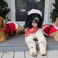 Cain, a female Goldendoodle and Poodle - Standard  for sale in Charleston, SC – Photo 2 of 8