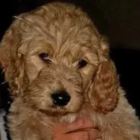 Cain, a female Goldendoodle and Poodle - Standard  for sale in Charleston, SC – Photo 8 of 8