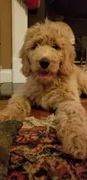 Cain, a female Goldendoodle for sale in Charleston, SC – Photo 8 of 9