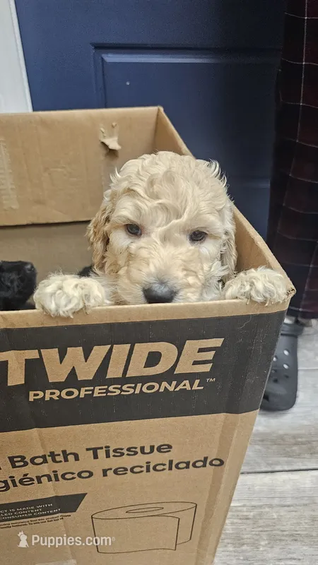 Cain – Goldendoodle puppy for sale in Charleston, SC