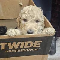 Cain, a female Goldendoodle and Poodle - Standard  for sale in Charleston, SC – Photo 6 of 8