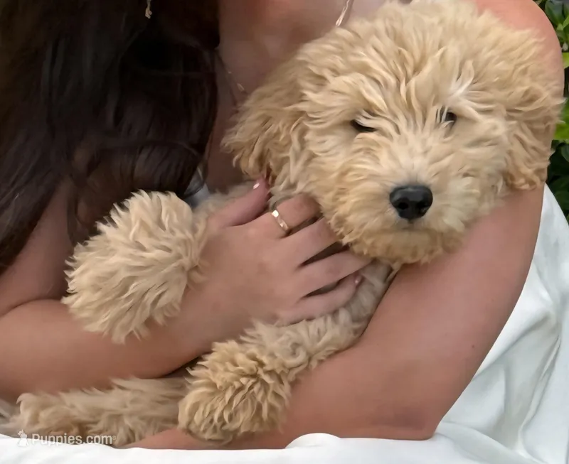 Cain – Goldendoodle puppy for sale in Charleston, SC