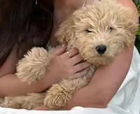 Cain, a female Goldendoodle for sale in Charleston, SC – Photo 1 of 9